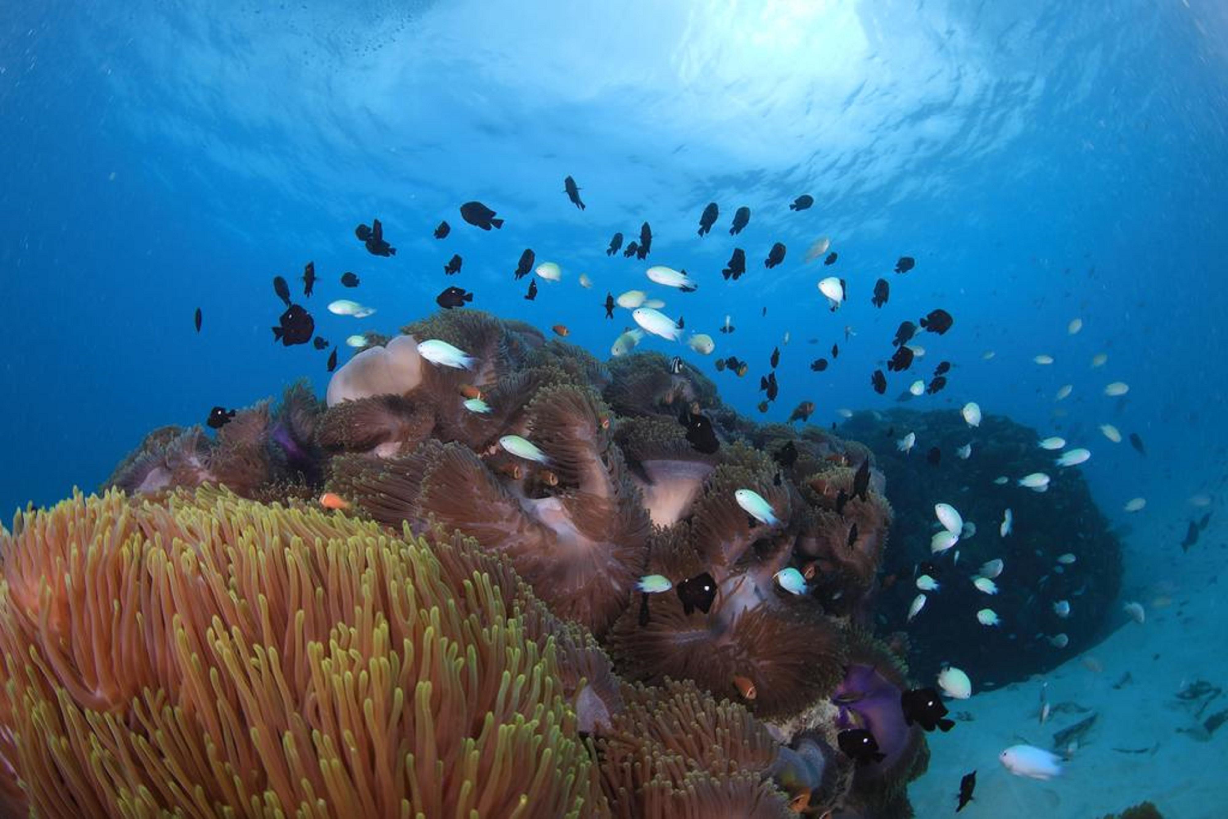 Hard Rock Hotel Maldives - Complimentary Roundtrip Speed Boat Transfer Until 21St December 2025 Emboodhoo Lagoon Esterno foto Coral reef