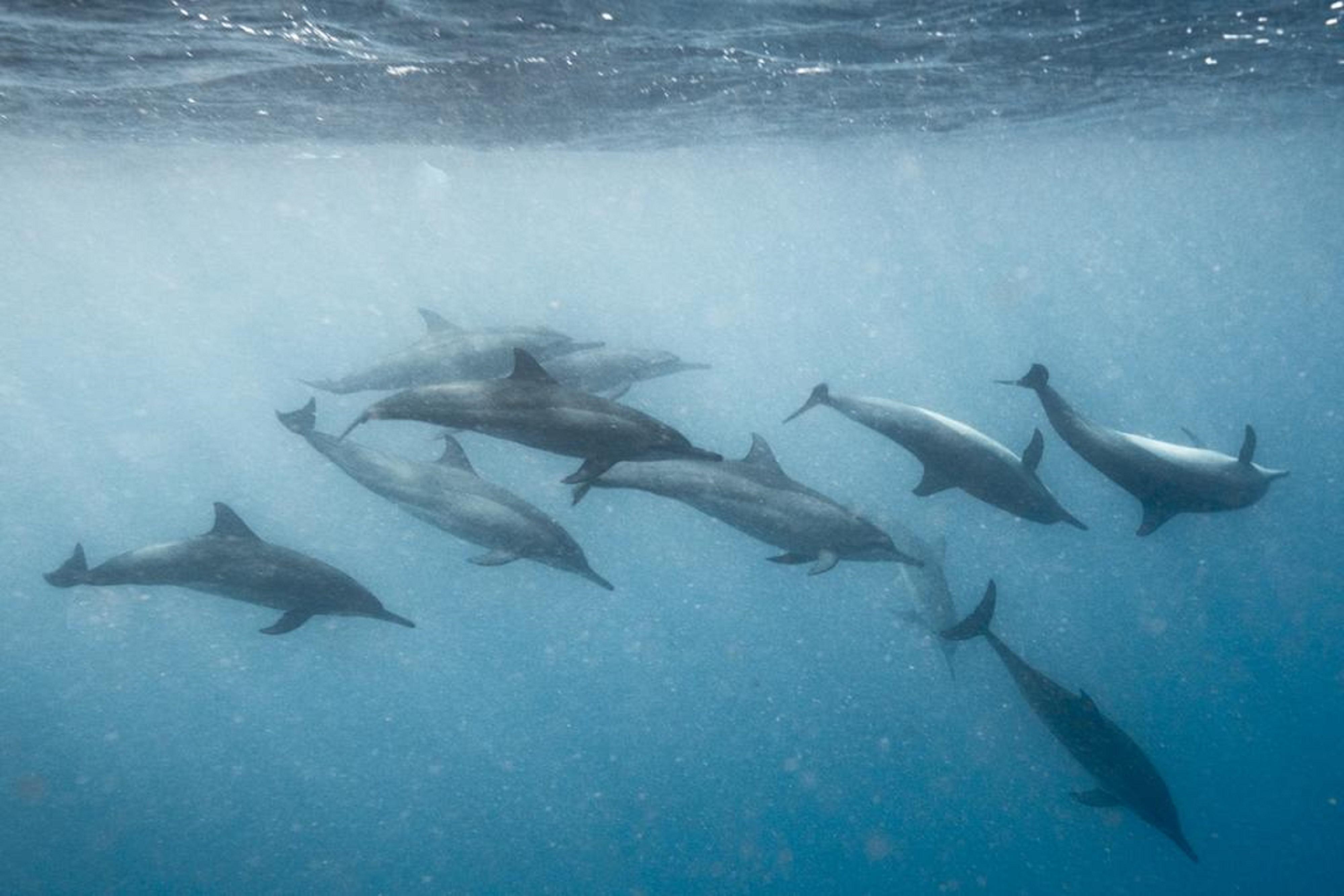 Hard Rock Hotel Maldives - Complimentary Roundtrip Speed Boat Transfer Until 21St December 2025 Emboodhoo Lagoon Esterno foto Spinner dolphins